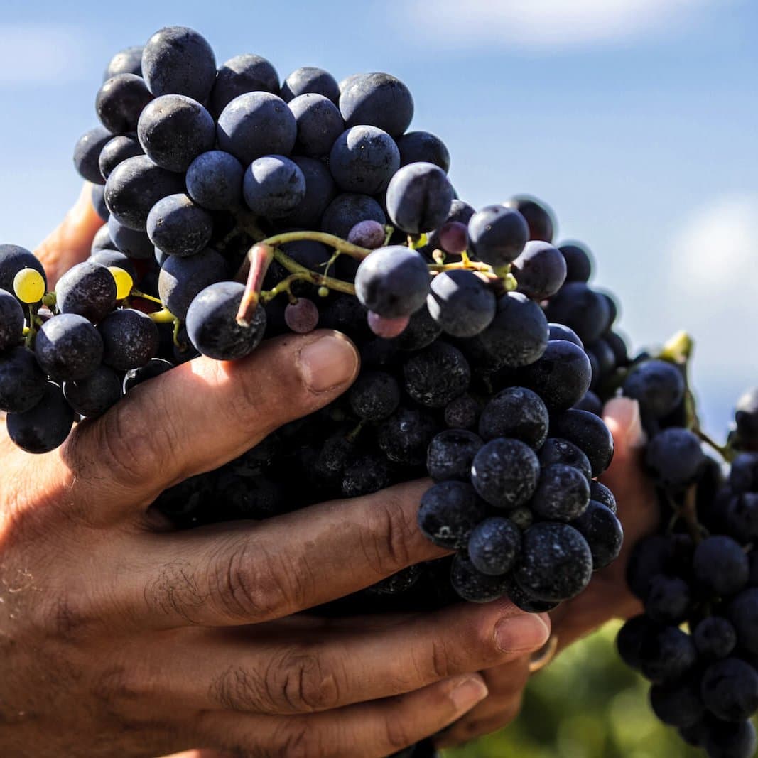 Two hands holding bunches of dark grapes at Castello La Leccia