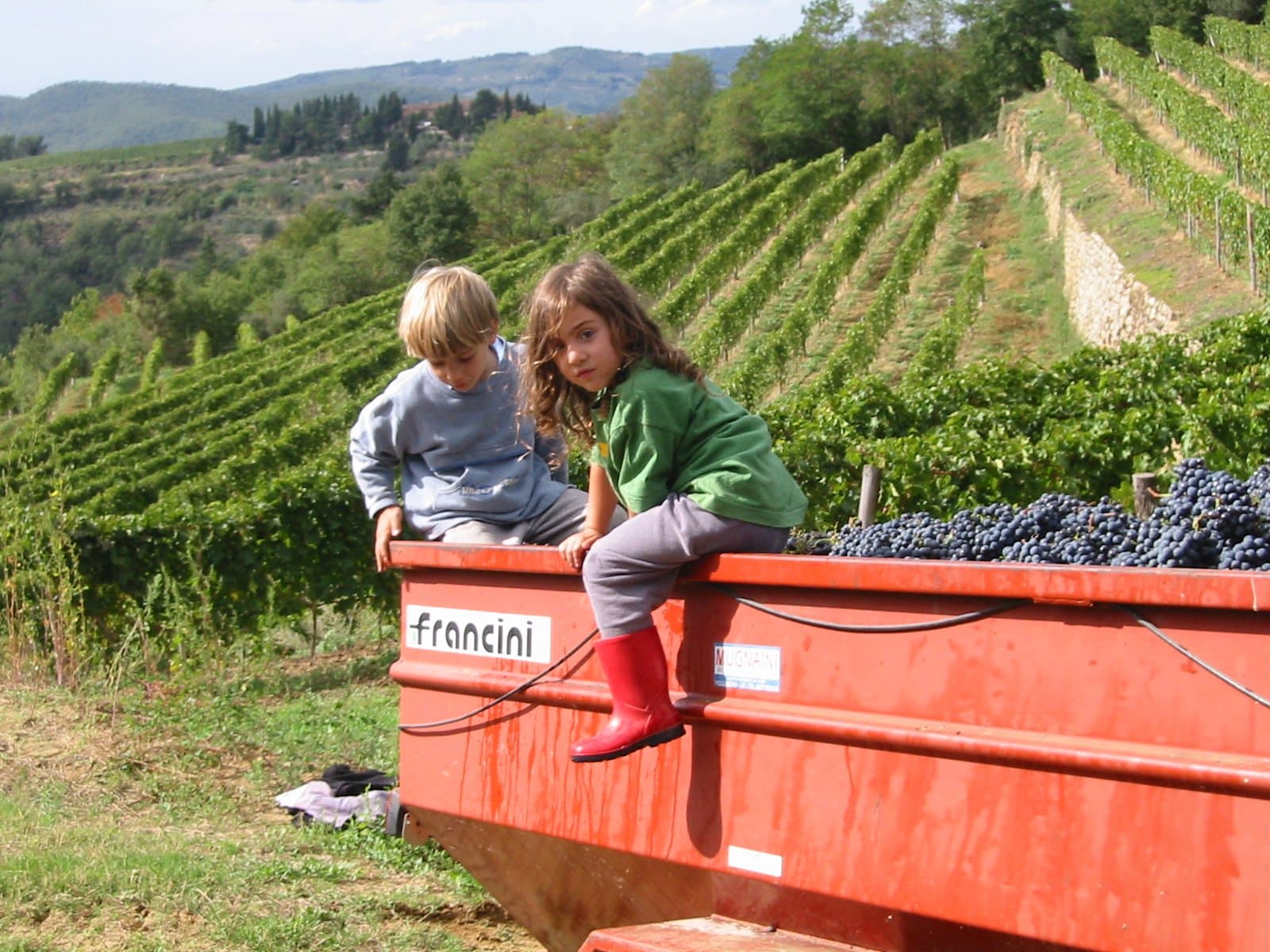 Two children sitting on a trailer of harvested grapes above the vineyards