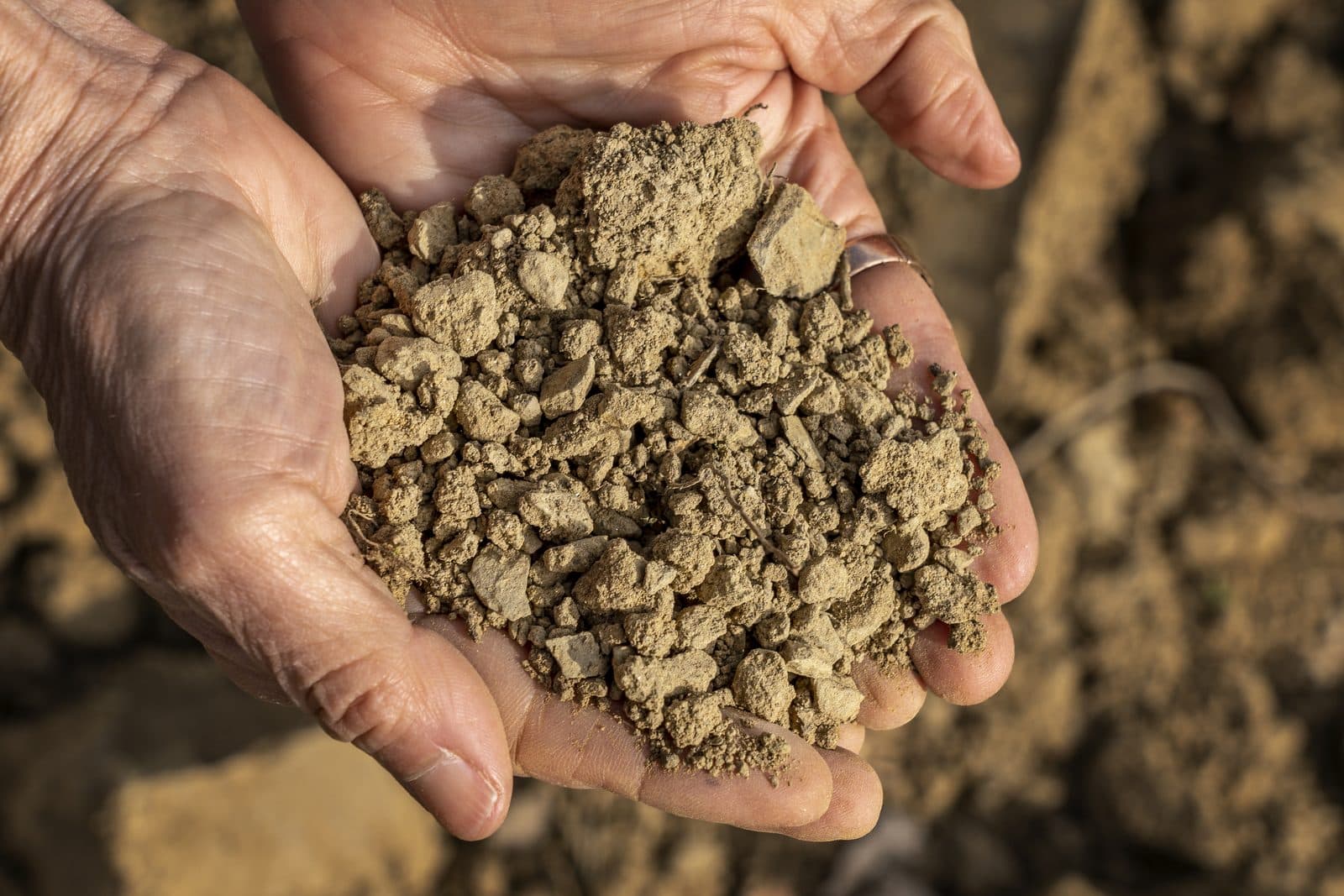 Two hands holding the pale, stony soil of Lamole