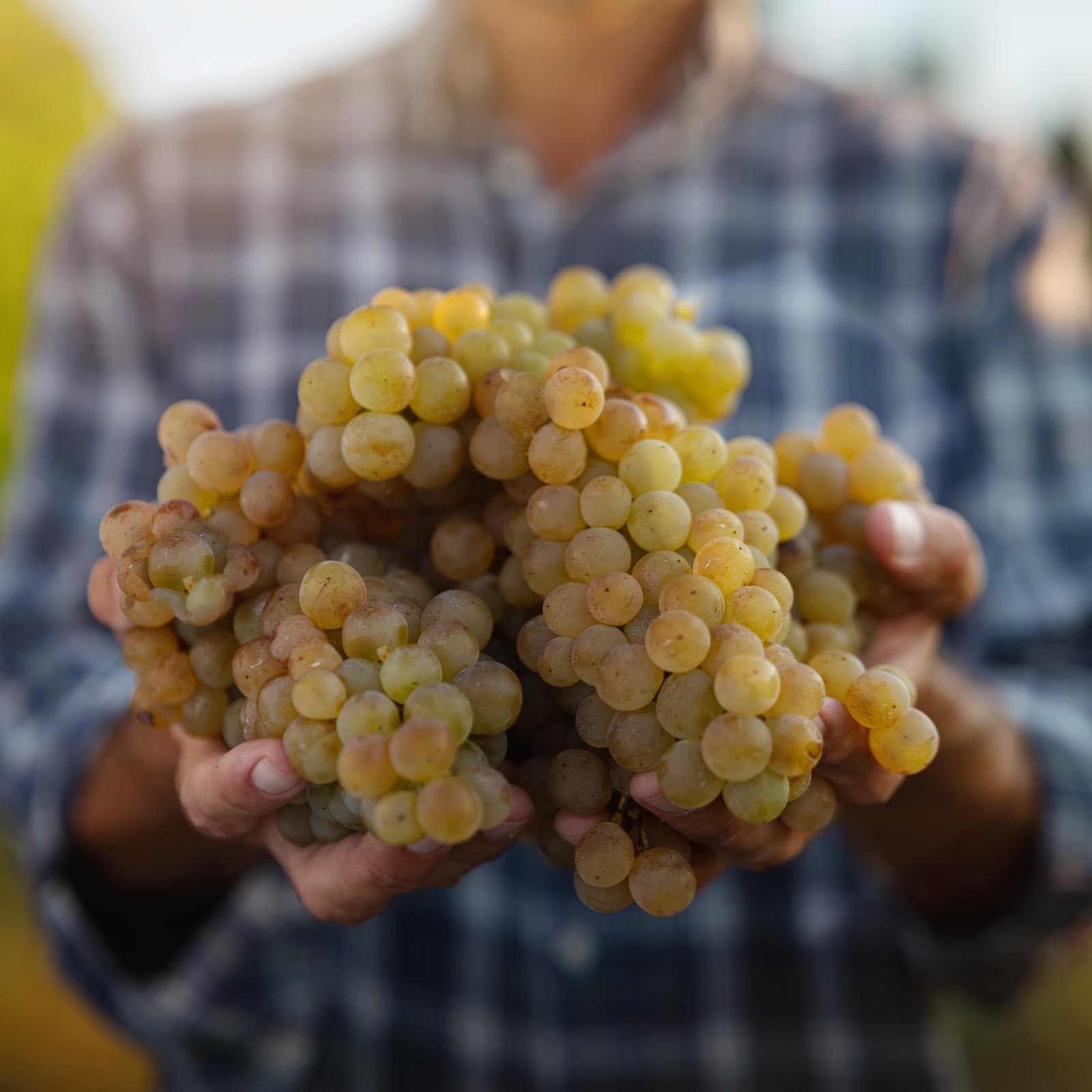 Two hands holding bunches of Cortese grapes at La Raia